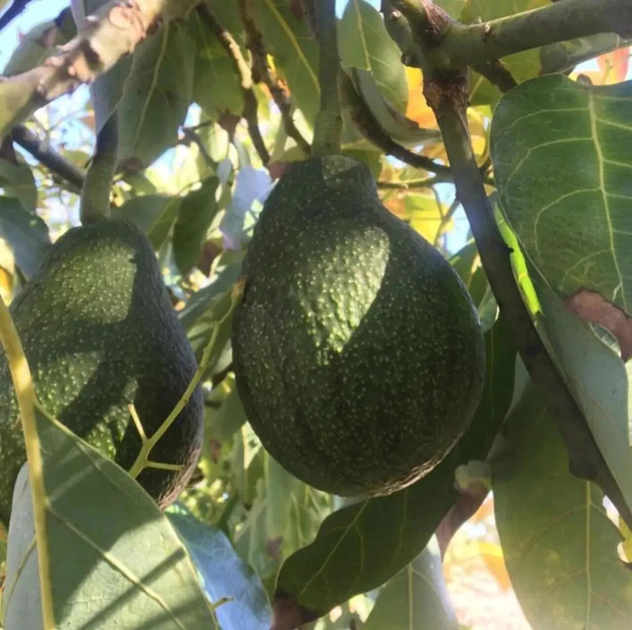 Avocado Seeds 6-Pack Persea americana Grow Your Own Tree Fresh Fruit Gardening Supplies