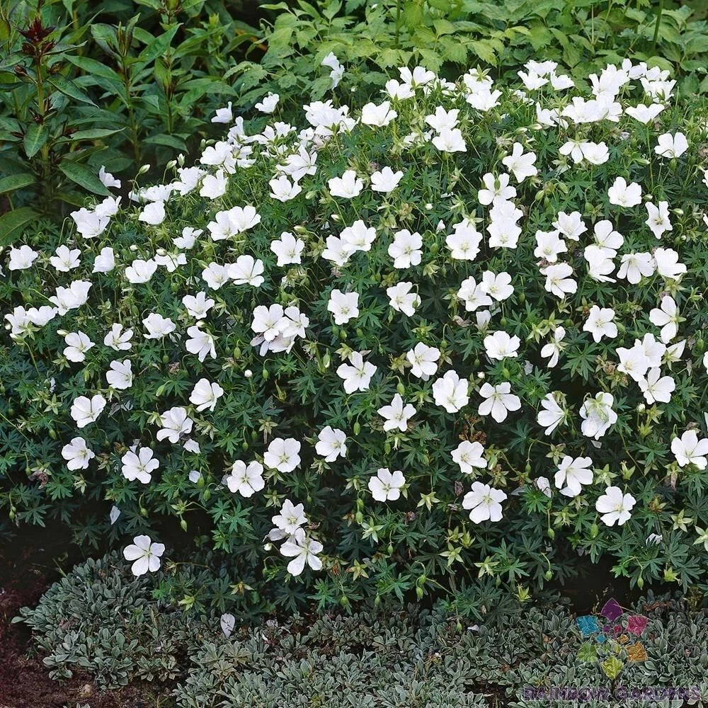 White Cranesbill Geranium Seeds - Geranium maculatum - Perennial Flower Seeds for Garden, Borders, and Containers, Non-GMO, USA Grown