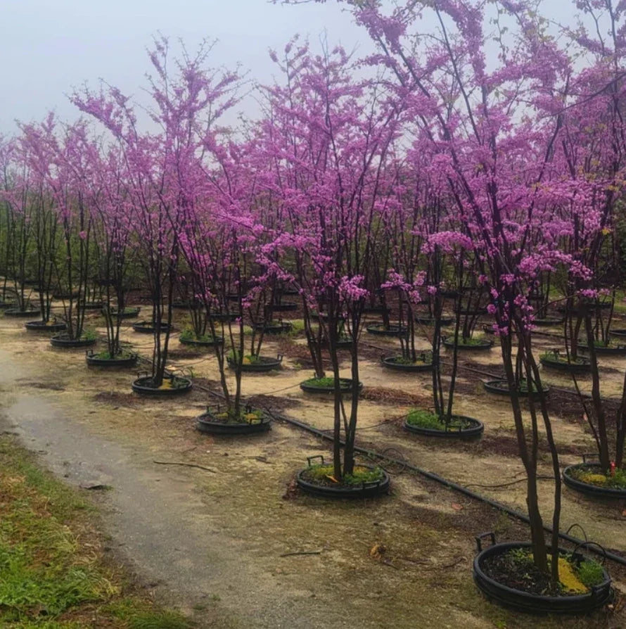 Set of 4 Eastern Redbud Trees Bare Root Cercis Canadensis 6-12 Inches Tall for Gardens and Landscaping