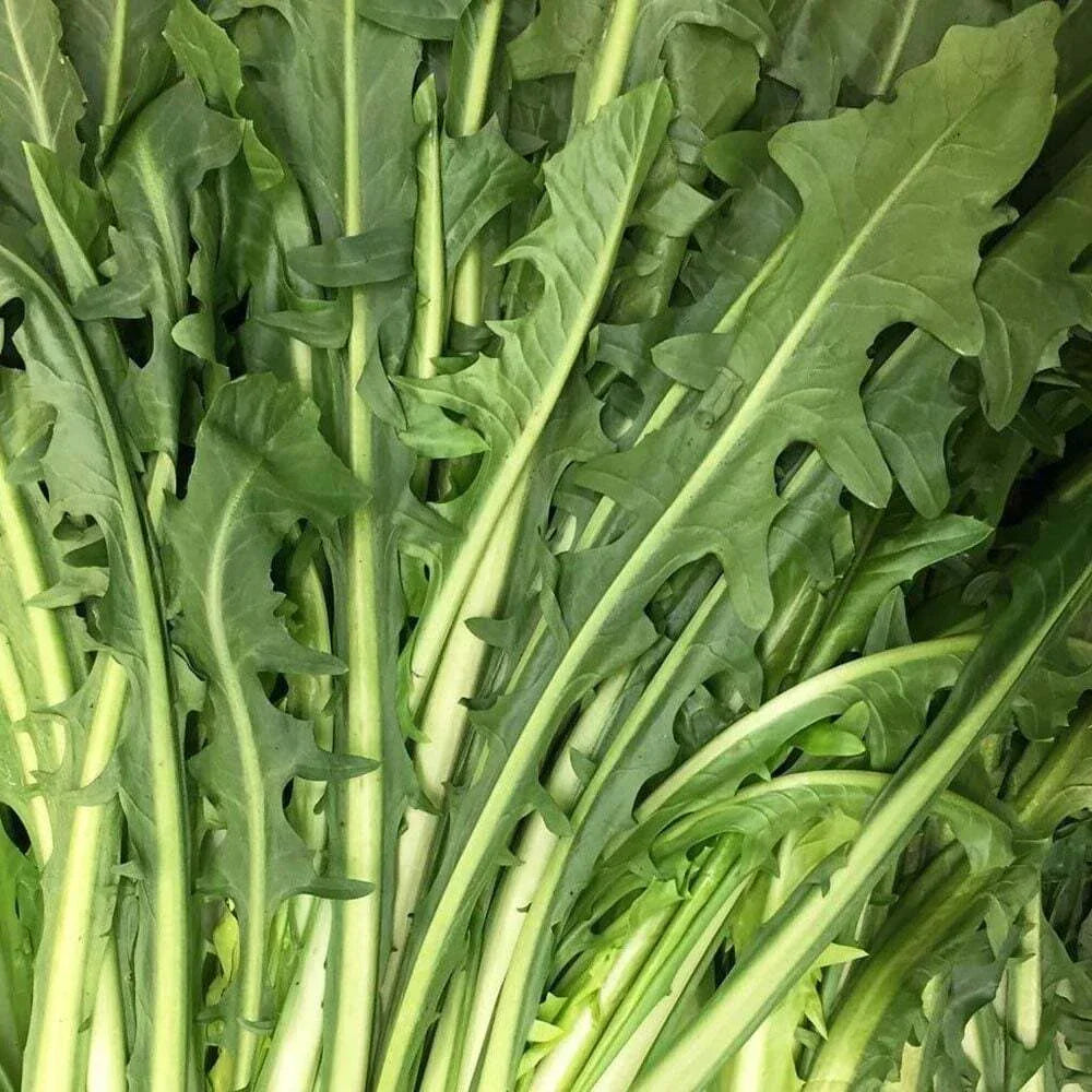 Catalogna Emerald Endive Seeds - 300+ Non-GMO Vegetable Seeds - Cichorium endivia