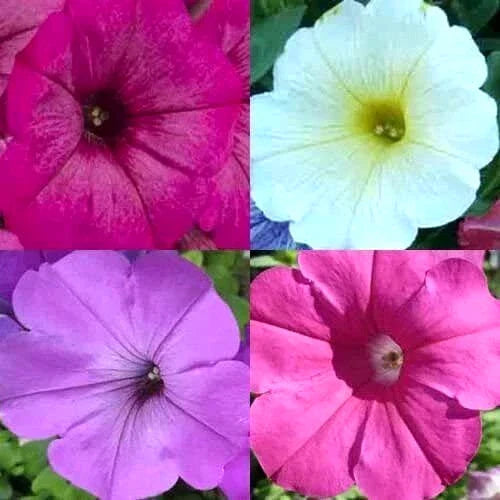 Petunia Seeds Hummingbird Mix - 200+ Non-GMO Seeds for Container Gardening