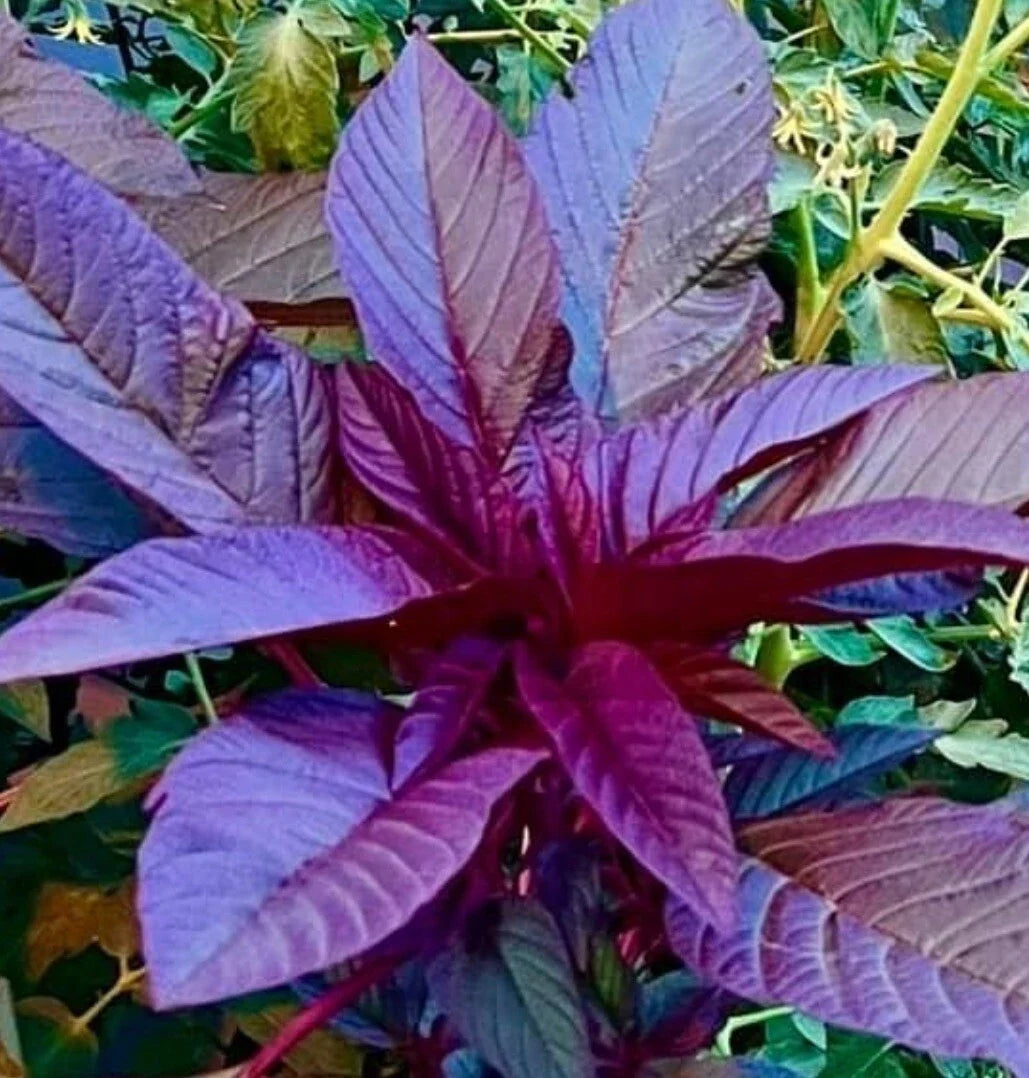 Garnet Amaranth Microgreens Seeds, 500+ Amaranthus Tricolor Vegetable Garden Seeds for Healthy Sprouts