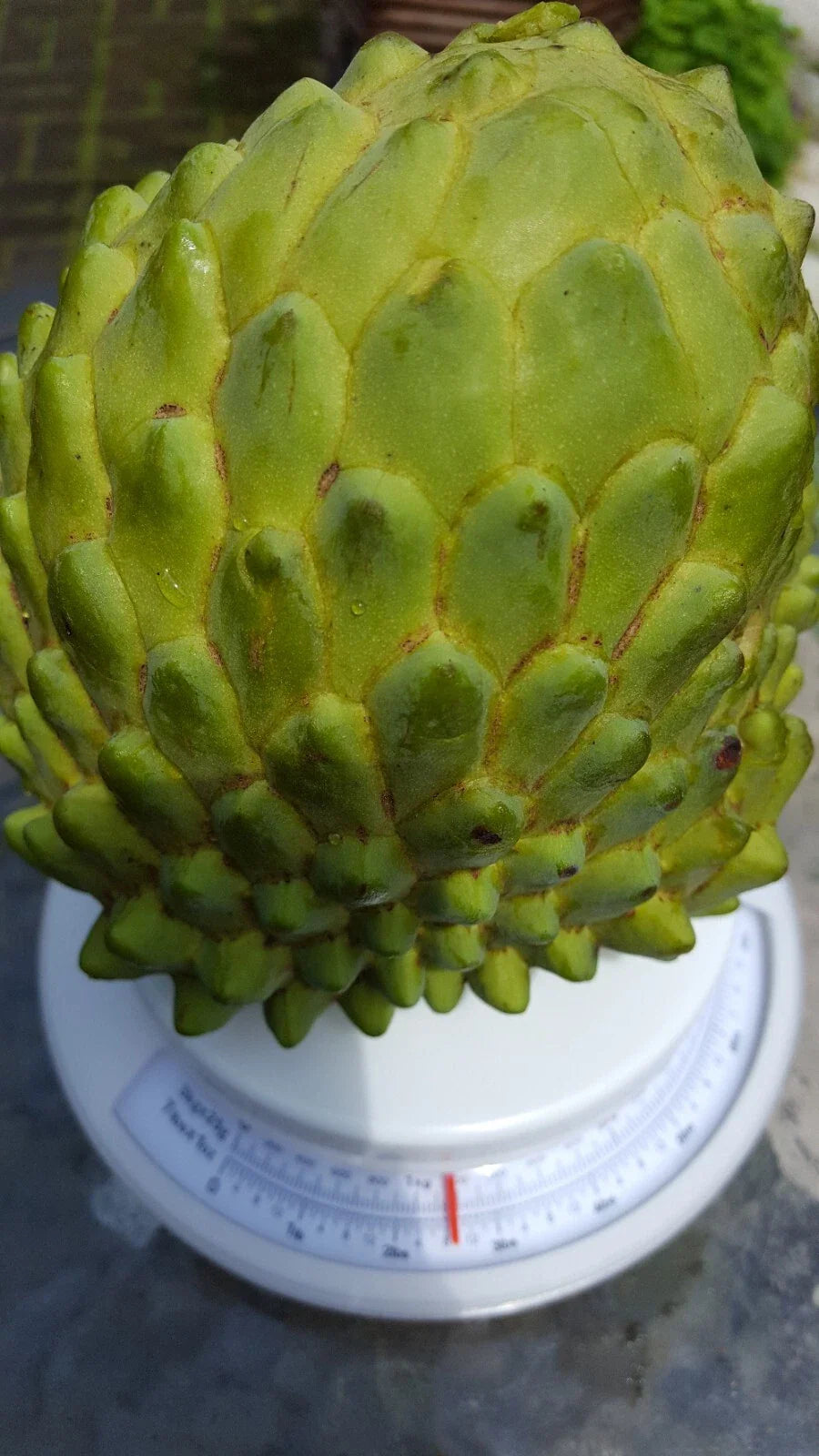 Organic Cherimoya Cuttings 8 Inches Annona cherimola - 10 Pieces, Fruit Tree Propagation, Tropical Fruit Plant