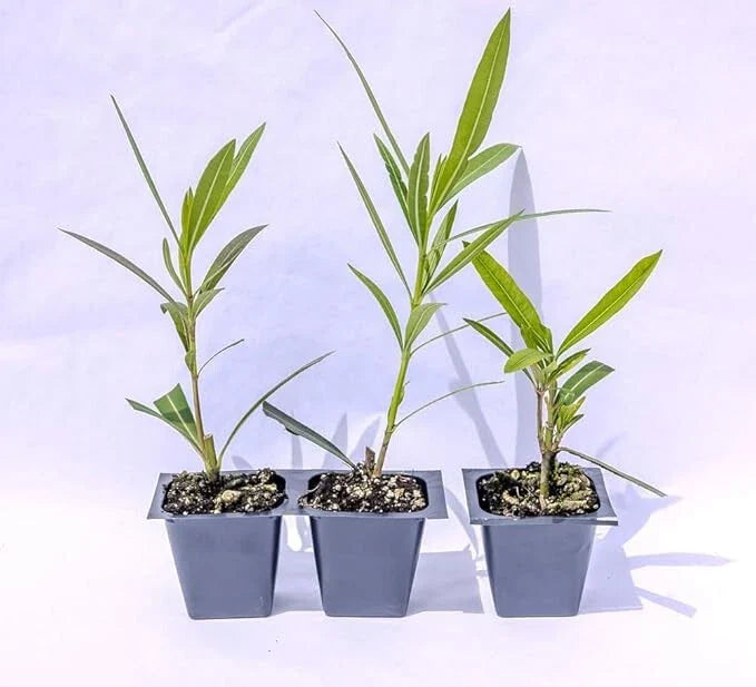 Oleander Live Plants, 2.5" Nursery Cubes, Red Nerium oleander, Jannoch Oleander, Drought-Tolerant, Full Sun, Bushy Growth