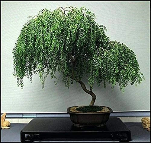 Dwarf Weeping Willow Bonsai Tree Cutting - Thick Trunk, Salix babylonica 'Nana', Indoor/Outdoor Plant