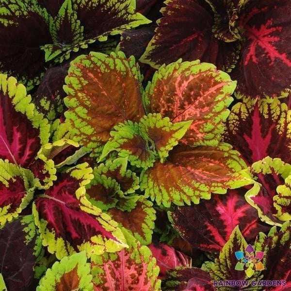 Kong Empire Mix Coleus Seeds - 25+ Pack, Colorful Foliage, Solenostemon scutellarioides, Annual Garden Planting