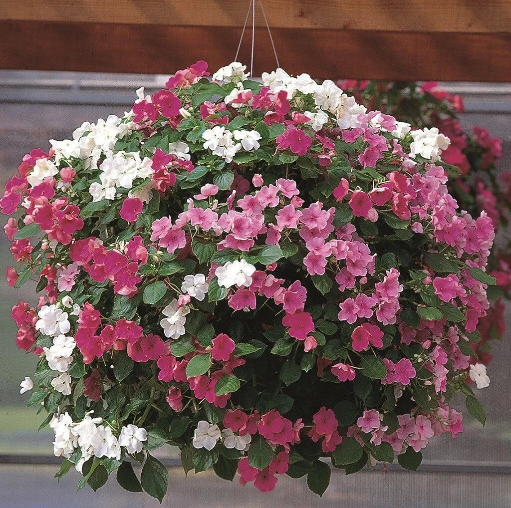 Busy Lizzy Seeds 1000 Pack Impatiens walleriana Mystic Mix for Shade Gardens, Vibrant Colorful Flower Seeds