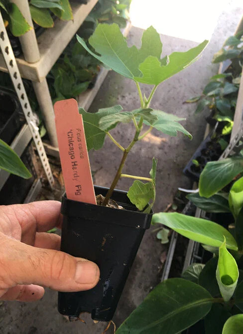 Chicago Hardy Fig Tree - Cold Hardy Live Plant - Ficus carica 'Chicago Hardy'