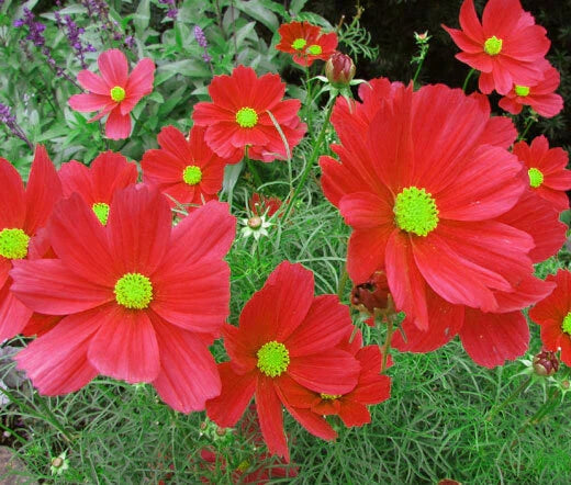 Cosmos Dazzler Seeds 100 Ct Red Flower Annual Butterfly Plant - USA Seller