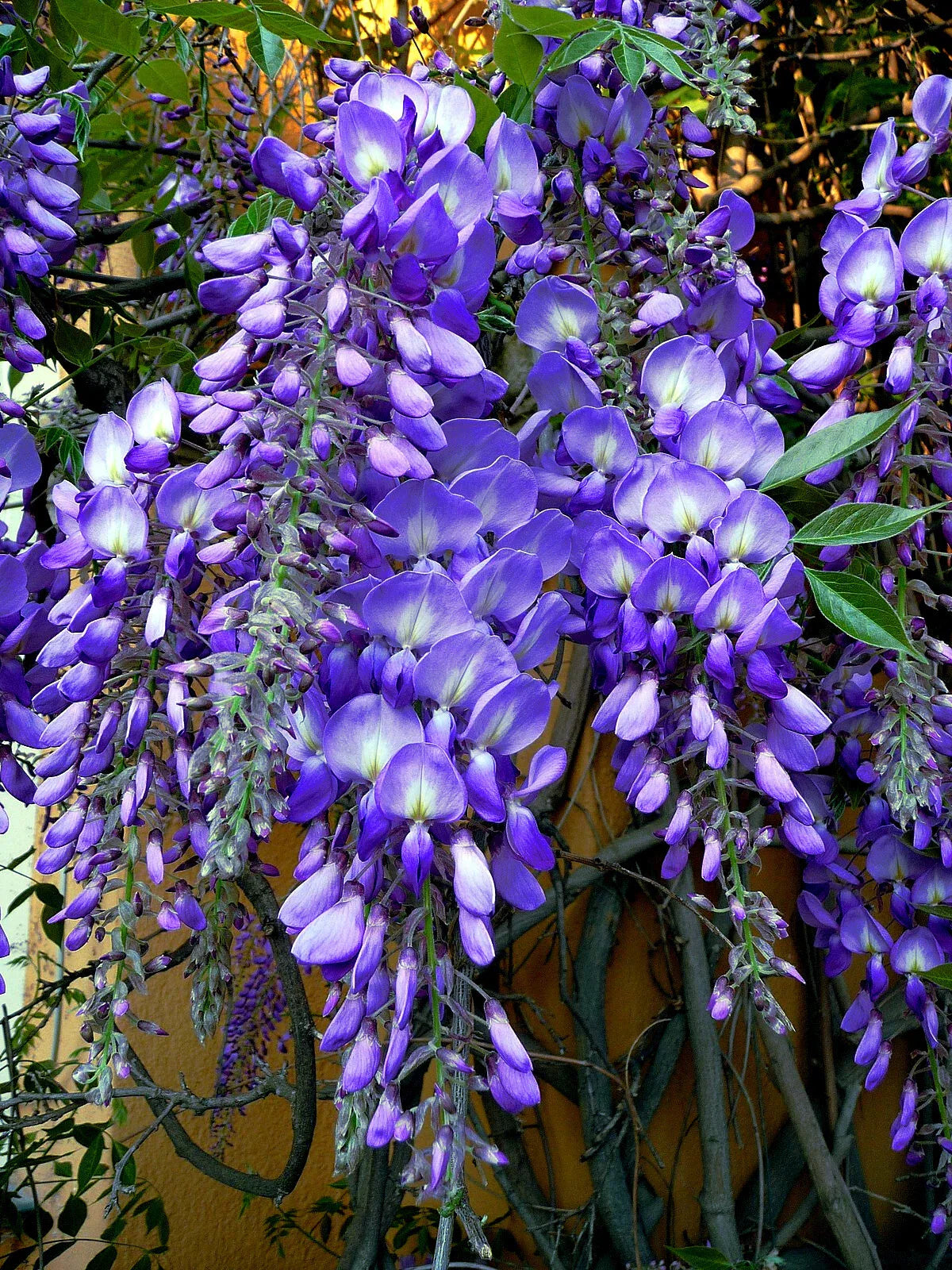 Chinese Blue Wisteria Seeds - 10 Pack - Hardy Flowering Vine Wisteria sinensis for Bonsai and Garden