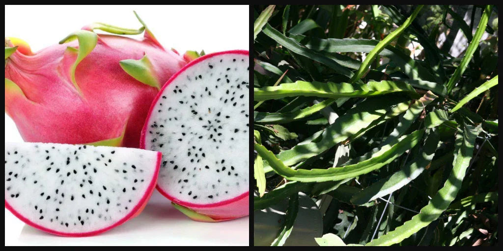 Unrooted 8" Cutting White Flesh Dragon Fruit Plant Vine - Pitahaya Hylocereus