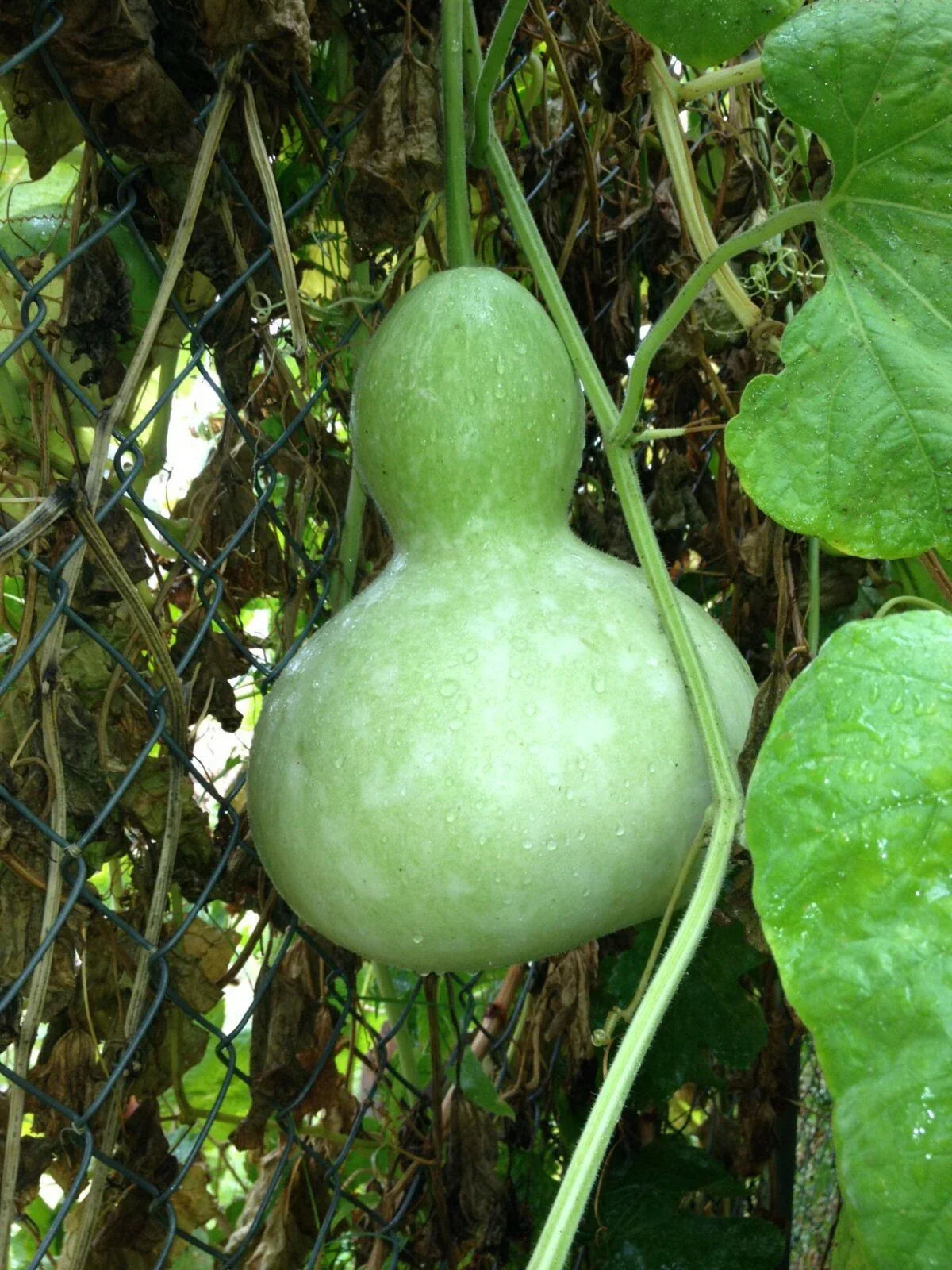 Birdhouse Gourd Seeds 10 Ct Heirloom Non-GMO Lagenaria siceraria USA Seller