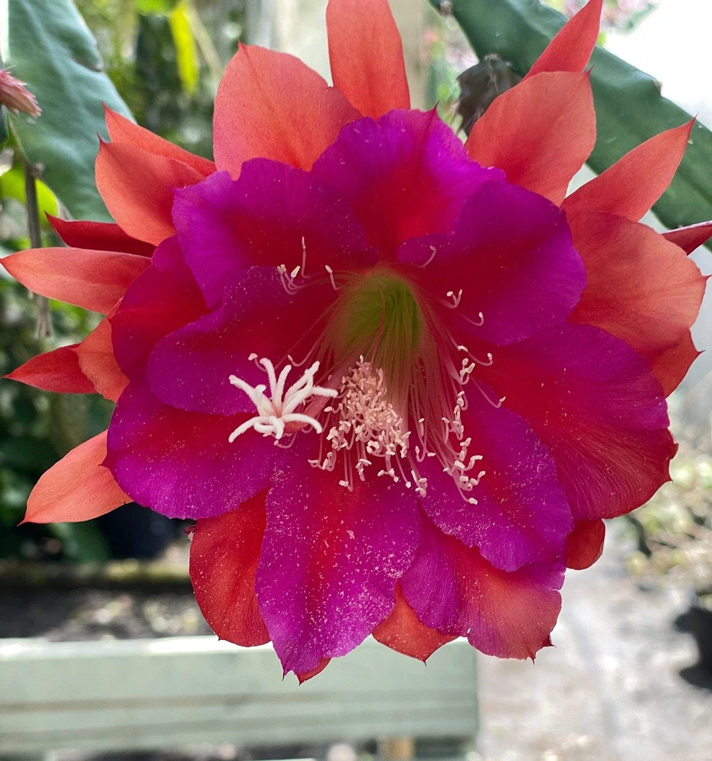 Epiphyllum Hybrid 'Appeal' Fully-Rooted Succulent Plant, Tropical Cactus, Houseplant, Orchid Cactus, Indoor or Outdoor