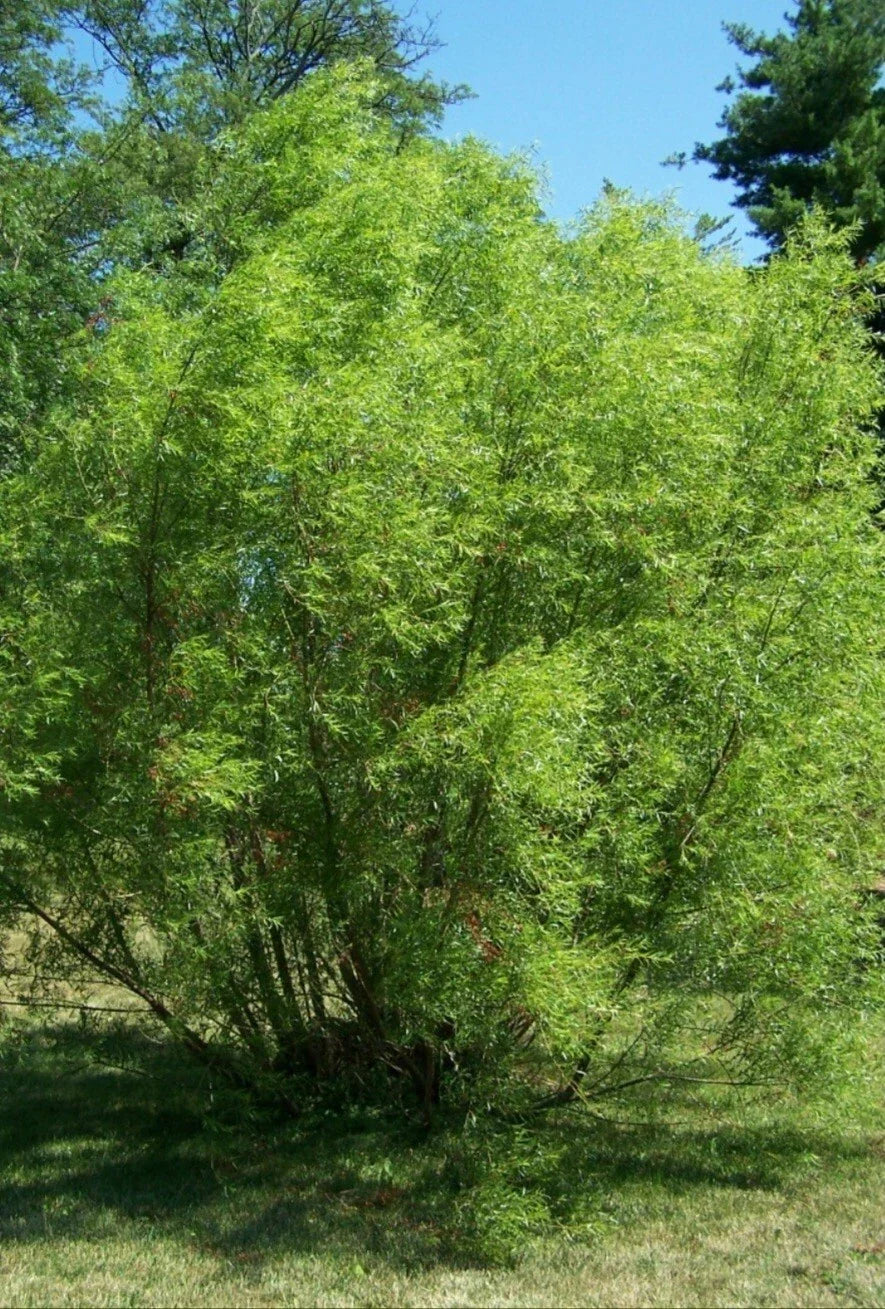Black Willow Tree Cuttings - 12 Pack Fast Growing Shade & Privacy Trees Salix nigra