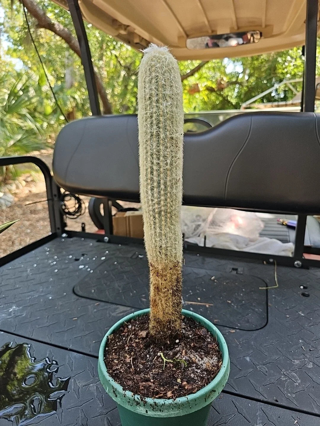 XXL Espostoa Melanostele Cactus - Peruvian Old Man Cotton, Columnar, 15" Tall, White Woolly Spines, Indoor/Outdoor Succulent Plant