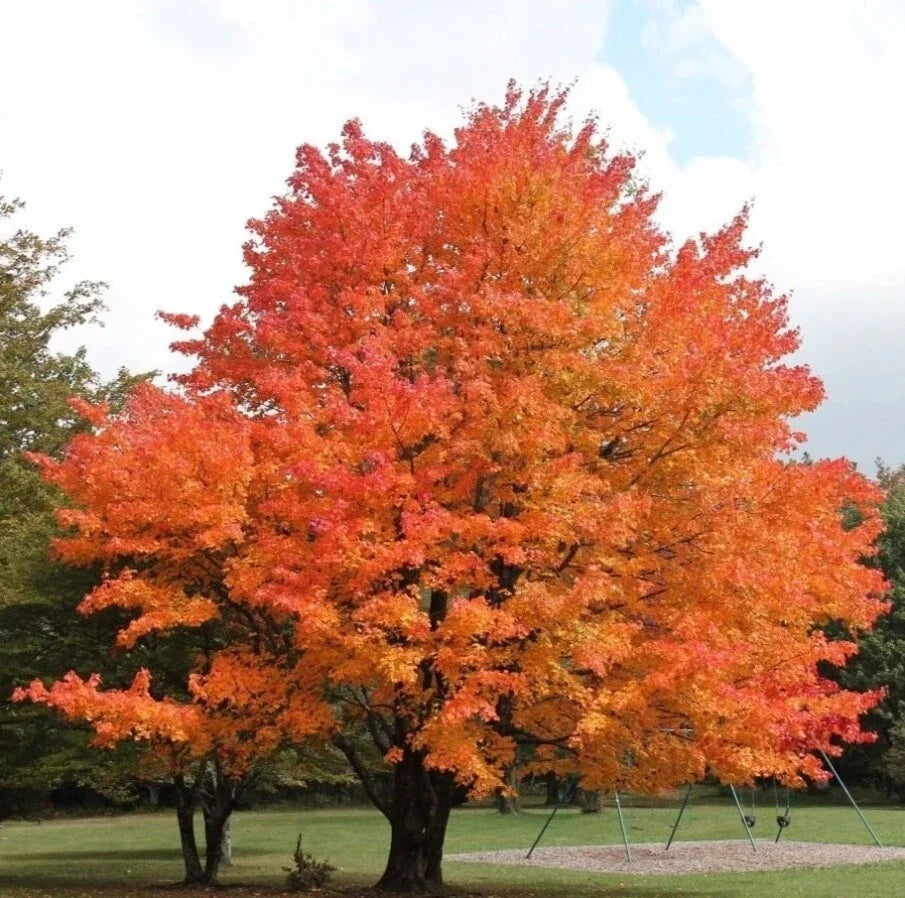 Sugar Maple Trees Set - 6-12 Inches Tall in 4-Inch Pots - Acer Saccharum Deciduous Garden Plants