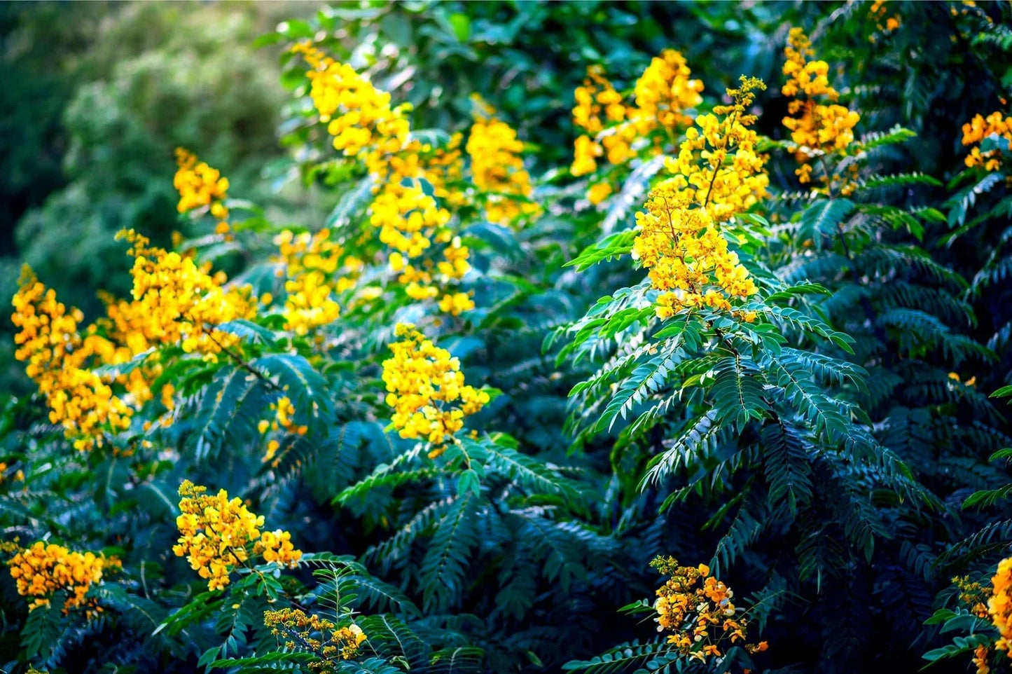 American Senna Seeds - 30 Non-GMO Organic Senna hebecarpa Perennial Plant for Pollinator Gardens
