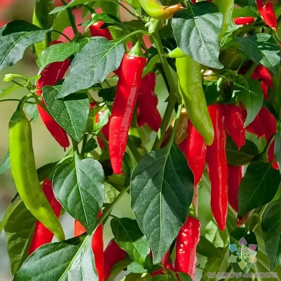 Hot Fajita Pepper Seeds - 25+ Capsicum annuum Miniature Plants for Salsas, Stir-Fries, Containers, USA Free Shipping
