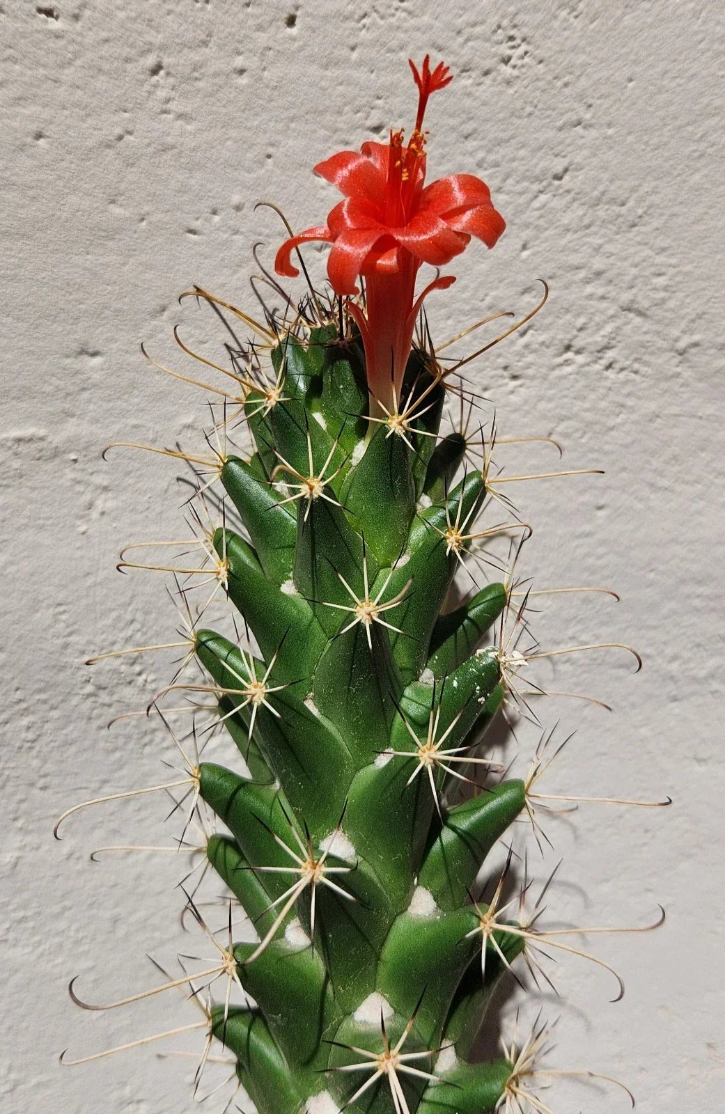 Live Rooted Cochemiea Poselgeri Cactus Plant - Unique Succulent for Indoor & Outdoor Gardening