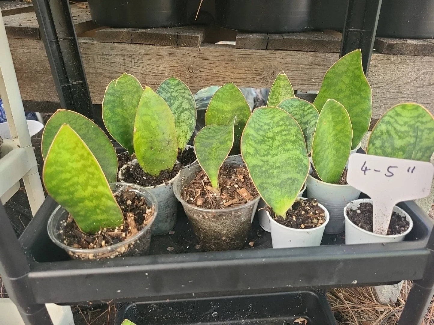 Baby Sansevieria Masoniana Whale Fin Snake Plant 4-5" Rooted Indoor Houseplant with Unique Green Foliage