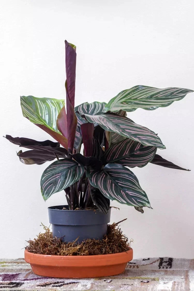 Pin-Stripe Calathea Seeds - 25+ Calathea ornata Foliage Planting Seeds for Indoor & Outdoor Gardens