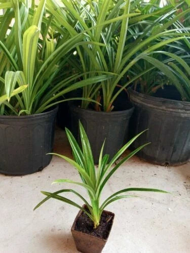 Rooted Pandanus amaryllifolius Fragrant Pandan Plant with Offshoots, Indoor/Outdoor Gardening