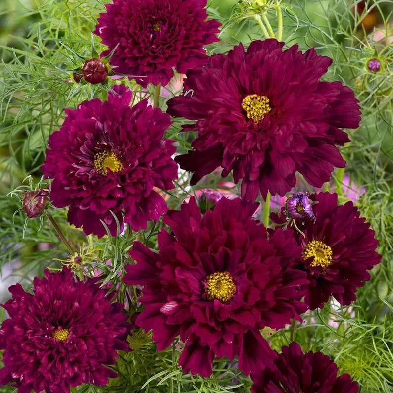 Double Click Cranberries Cosmos Seeds - 200+ Cosmos bipinnatus Flower Seeds for Garden, Bright Crimson Color