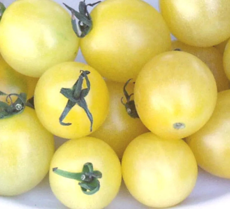 40 Seeds Snow White Cherry Tomato Solanum lycopersicum GroCo USA