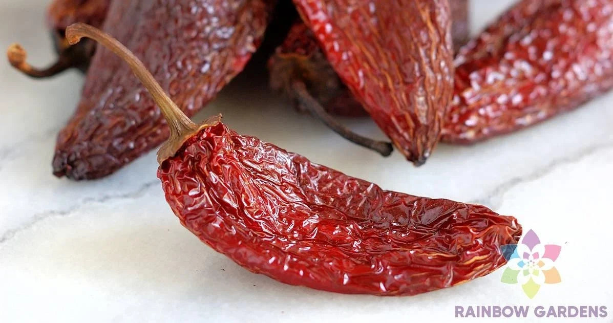 Chipotle Tipico Hot Pepper Seeds – 25+ Pack, Capsicum annuum, Spicy Smoky Flavor, Garden Planting, USA Grown, Perfect for Salsas & Grilling