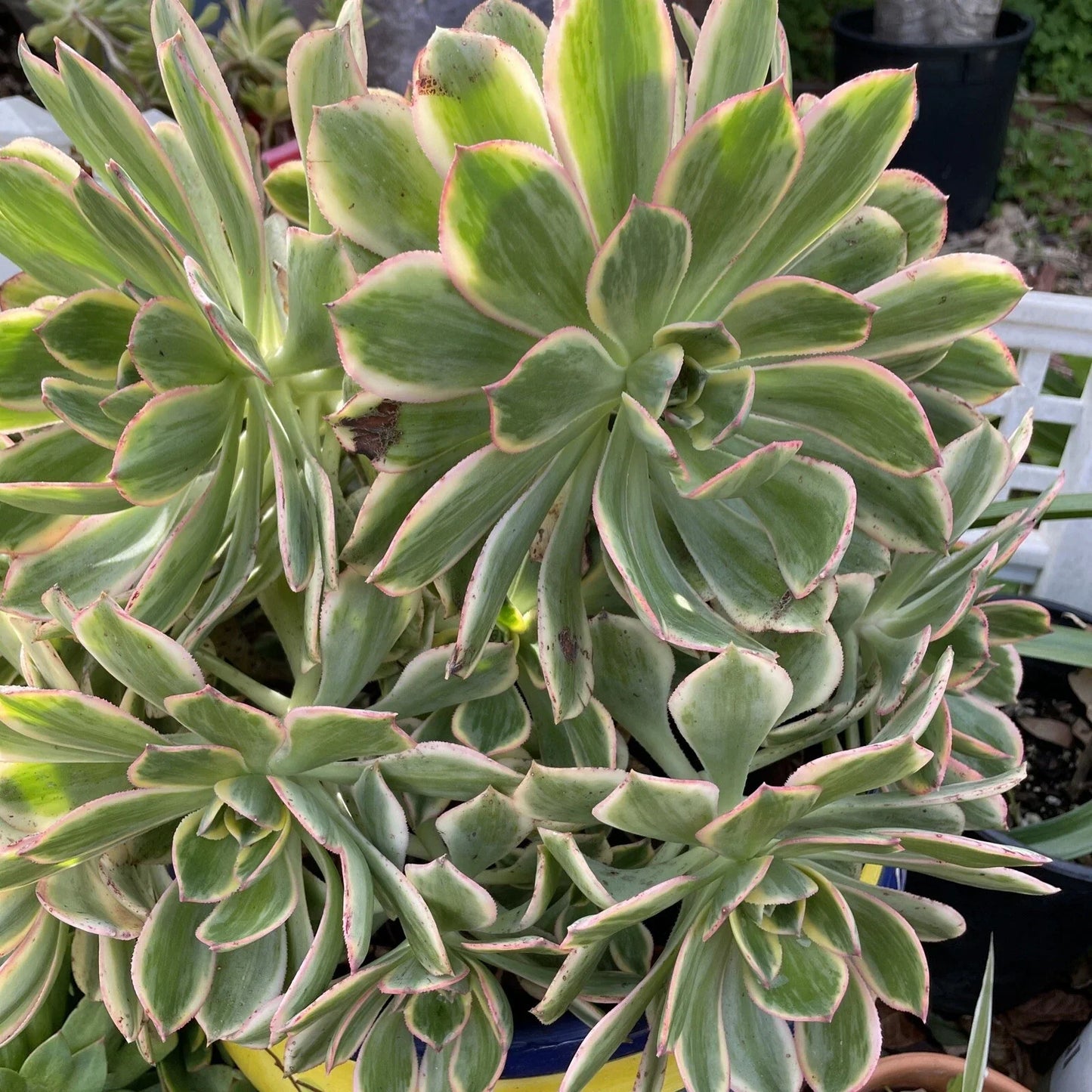 Aeonium Sunburst Succulent Cuttings Lot of 2, 4-6” Variegated Green and Yellow