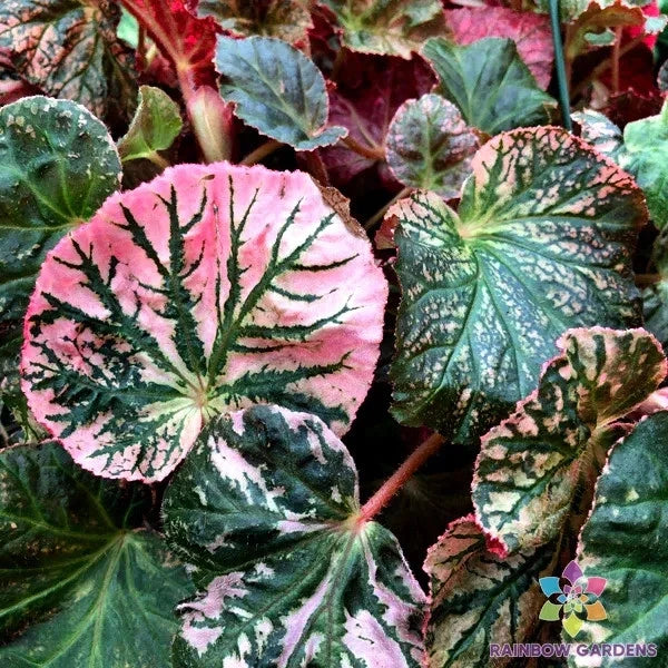 Midnight Sun Begonia Seeds – 25 Pack, Tuberhybrida, Vibrant Foliage & Blooms, Indoor & Outdoor Garden Planting, Free USA Shipping