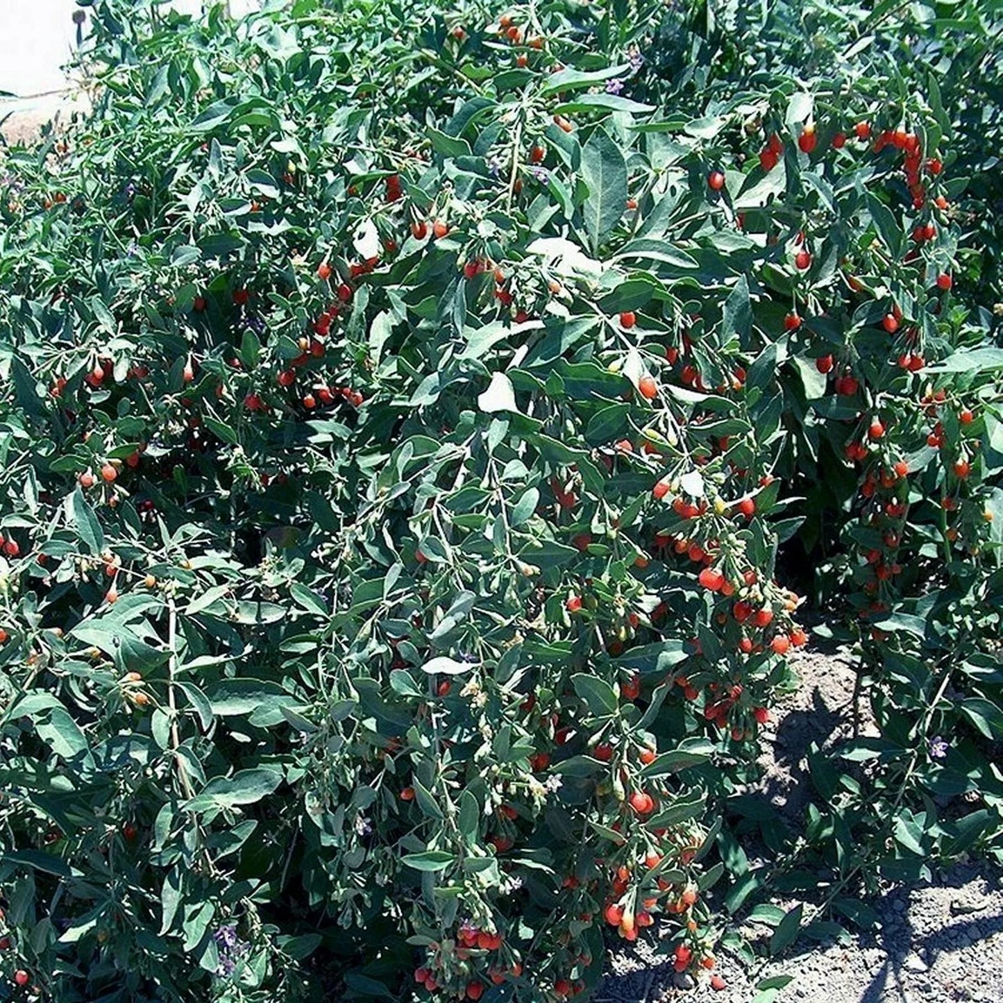 Goji Berry Cuttings - 10 Fresh Non-Rooted Lycium barbarum Shrub Clippings for Propagation