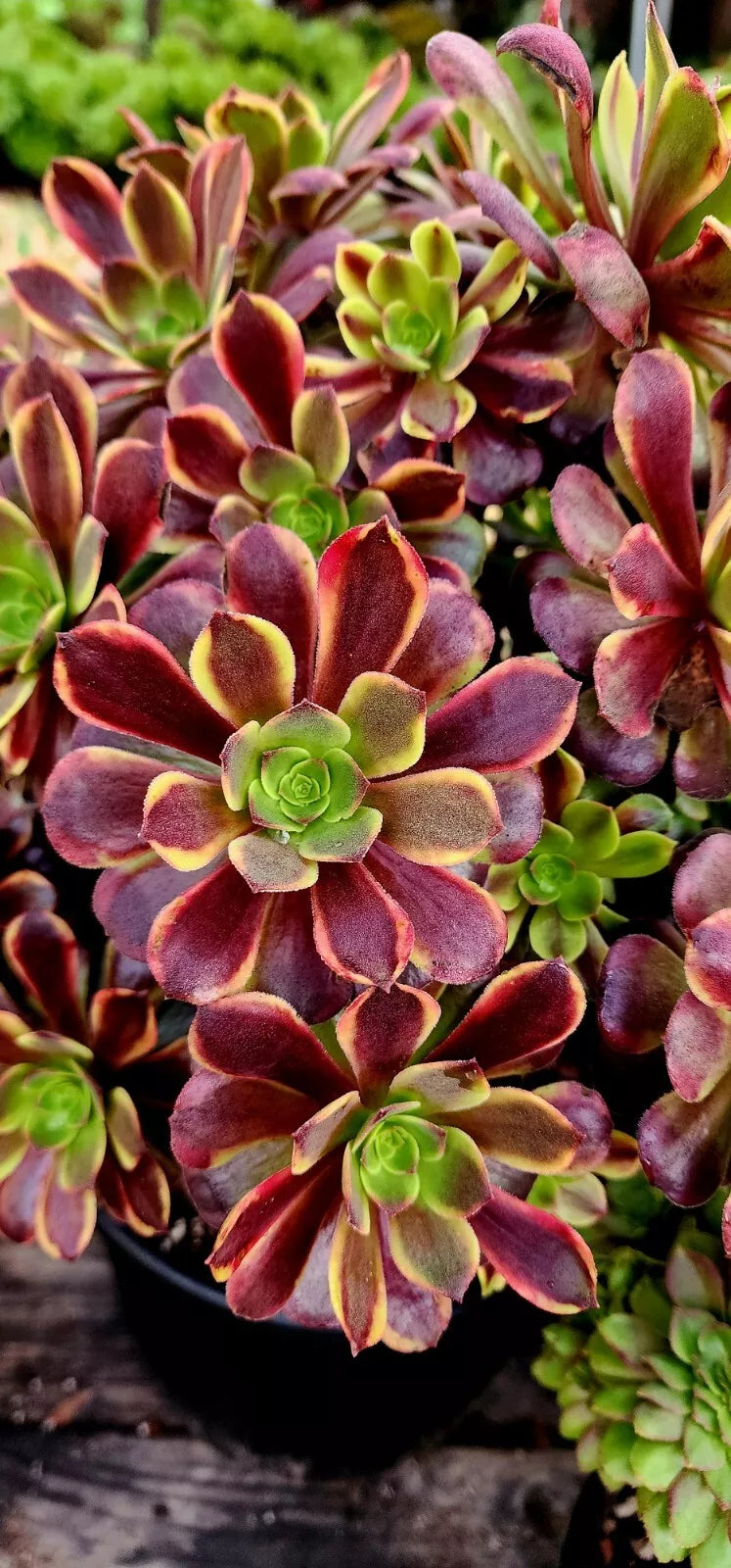 Aeonium Superbang Cutting - 3 Inch Succulent Plant - Live Aeonium arboreum 'Superbang' for Indoor & Terrarium Gardening