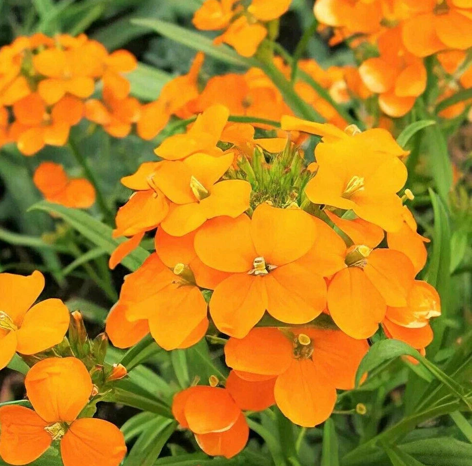 Siberian Wallflower Seeds | Erysimum Cheiri | Orange Flowers | Spring Blooming | Drought Tolerant | 100 Seeds