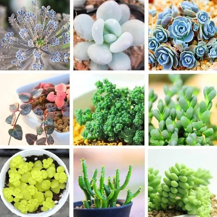 Rare Succulent Seeds Pack - 24 Lithops Varieties, Living Stones Seeds, 100pcs for Indoor & Outdoor Gardens, Collectors & Plant Lovers