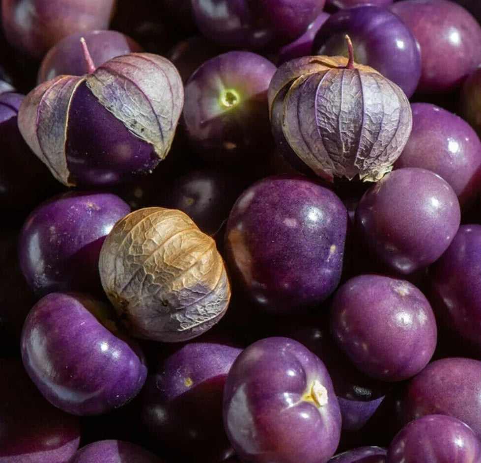 Purple Tomatillo Seeds - 100+ Count, Physalis Ixocarpa, Vegetable Garden, Latin Cuisine, Non-GMO, Open-Pollinated