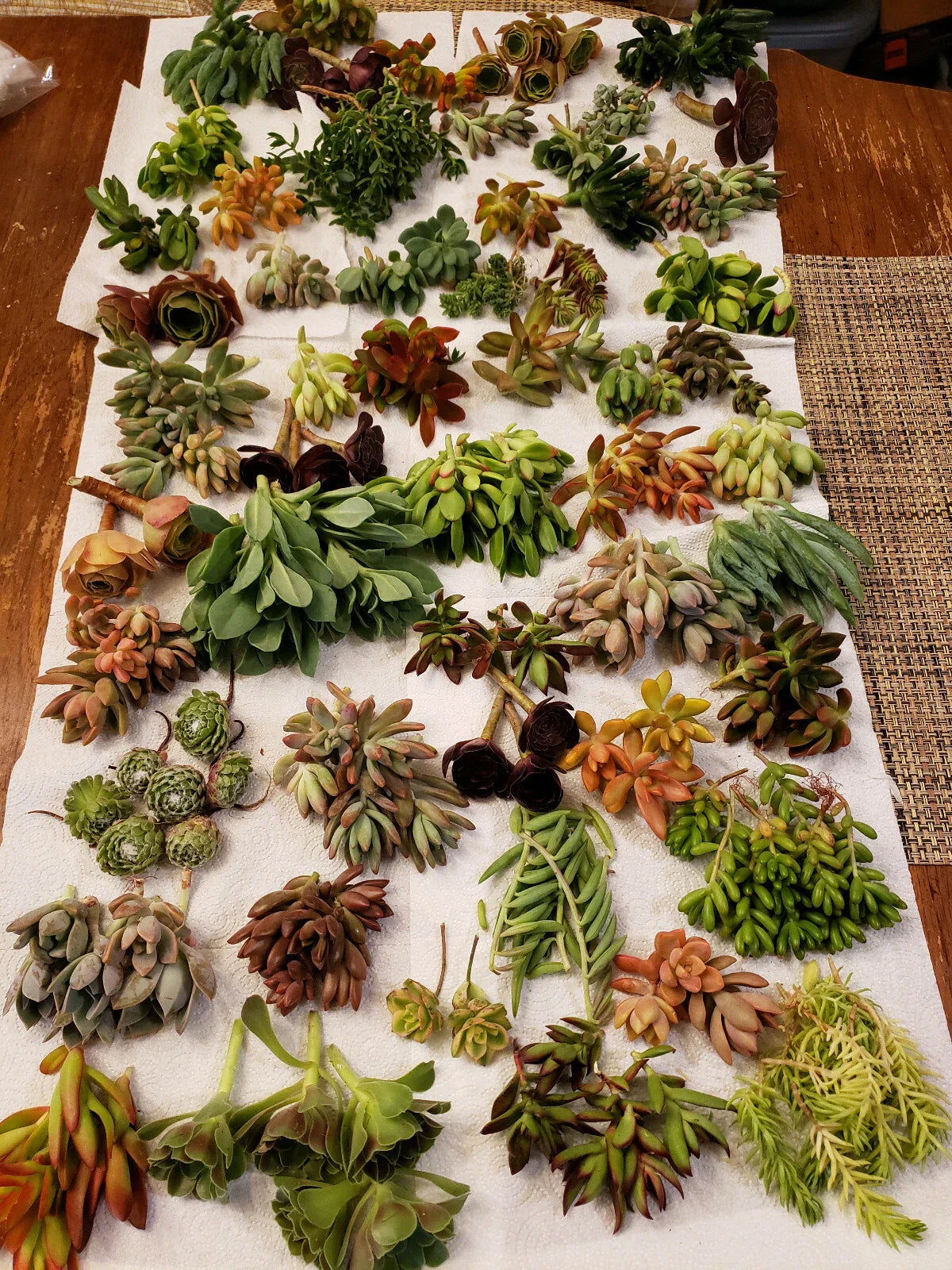 Premium Set of 60 X-Large Succulent Cuttings - 20 Varieties for Indoor and Outdoor Planting