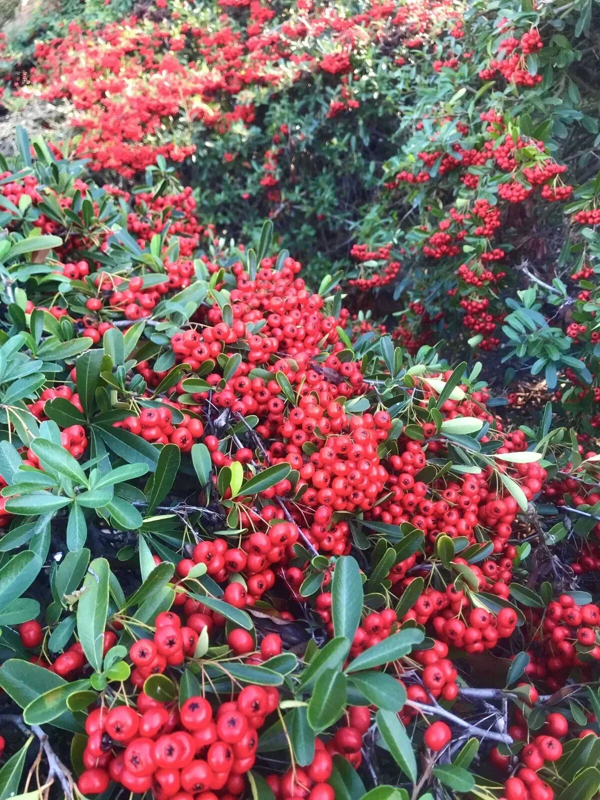 Pyracantha Berries Seeds - 50 Count Firethorn - Pyracantha coccinea - USA Grown 2025