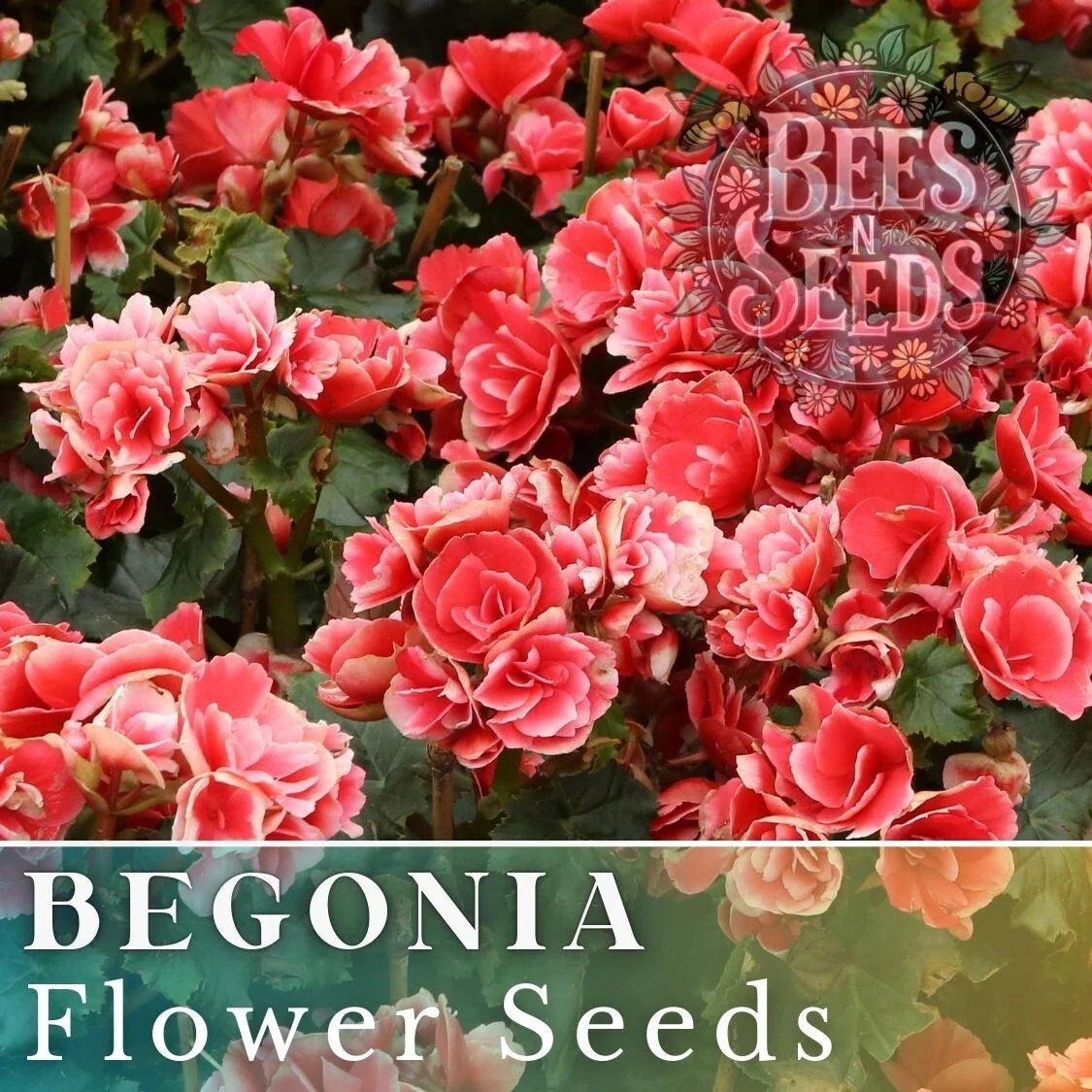 Saffron Sparkle Begonia Seeds - 45/125 Non-GMO Flower Seeds for Gardens & Containers - Bright Orange Blooms Begonia x tuberhybrida
