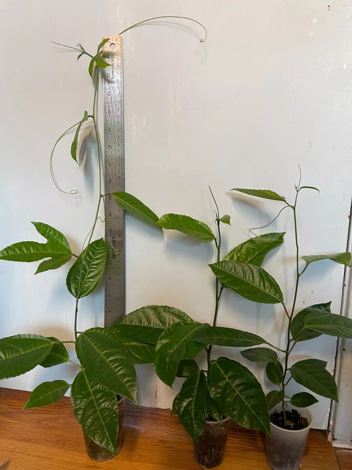 Purple Passion Fruit Starter Plant 16-18" | Passiflora edulis 'Possum' Live Vine