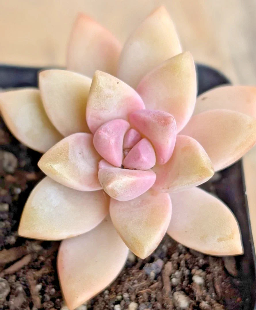 Ghost Plant - 2" Potted Pink Graptopetalum Paraguayense Succulent