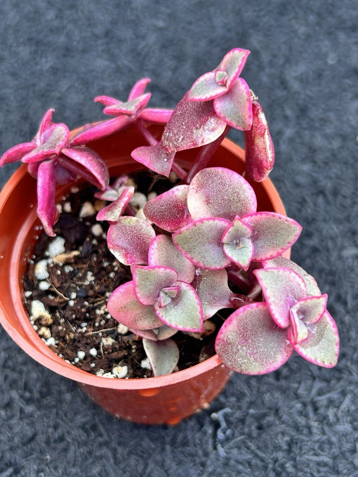 Live Crassula marginalis Rubra Succulent - Calico Kitten Fully Rooted Plant