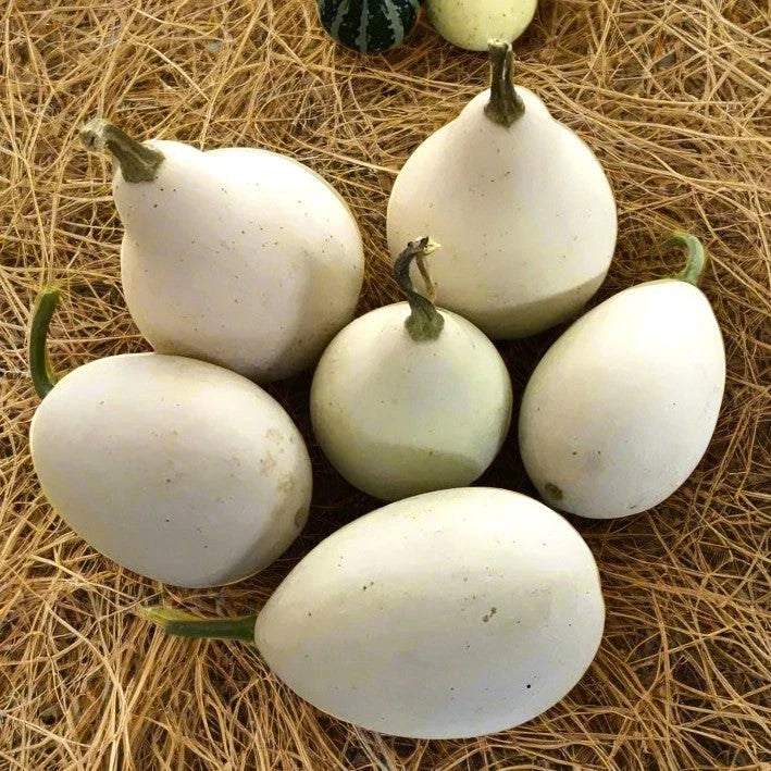 Ozark Nest Egg Gourd Seeds - Ornamental Egg-Shaped Cucurbita pepo for Fall Decorations & Crafts, 2025 Planting