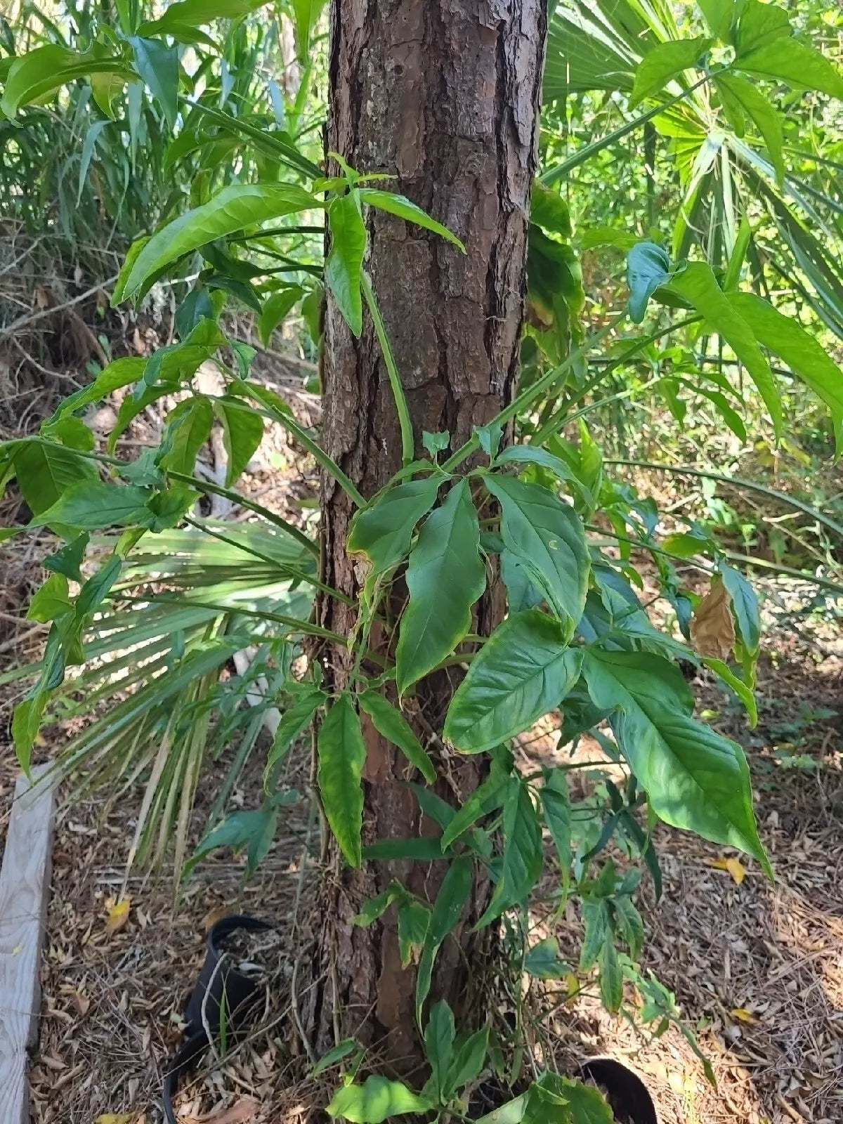 Syngonium Angustatum Cutting - Variegated Little Star Five Finger - 1 Node Fresh Plant Propagation