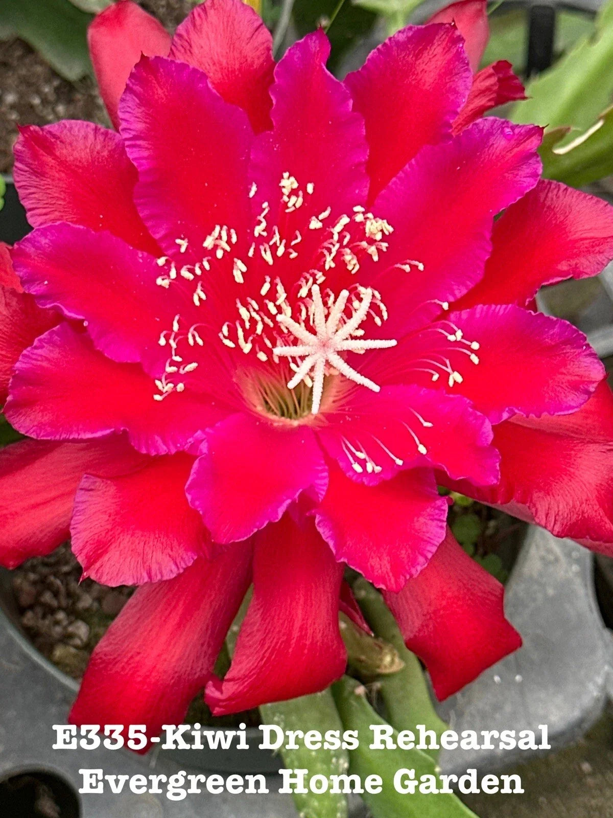 Rooted Epiphyllum Orchid Cactus Plant 4" Starter Pot Kiwi Dress Rehearsal Indoor Houseplant