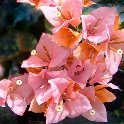 Bougainvillea Starter Plug Plant - HUGH EVANS Variety - Vibrant Magenta Blooms - Live Climbing Plant for Gardens & Containers