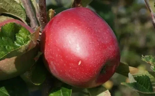 Northern Spy Apple Seeds - Heirloom Malus domestica for Home Garden Planting, 25+ Seeds