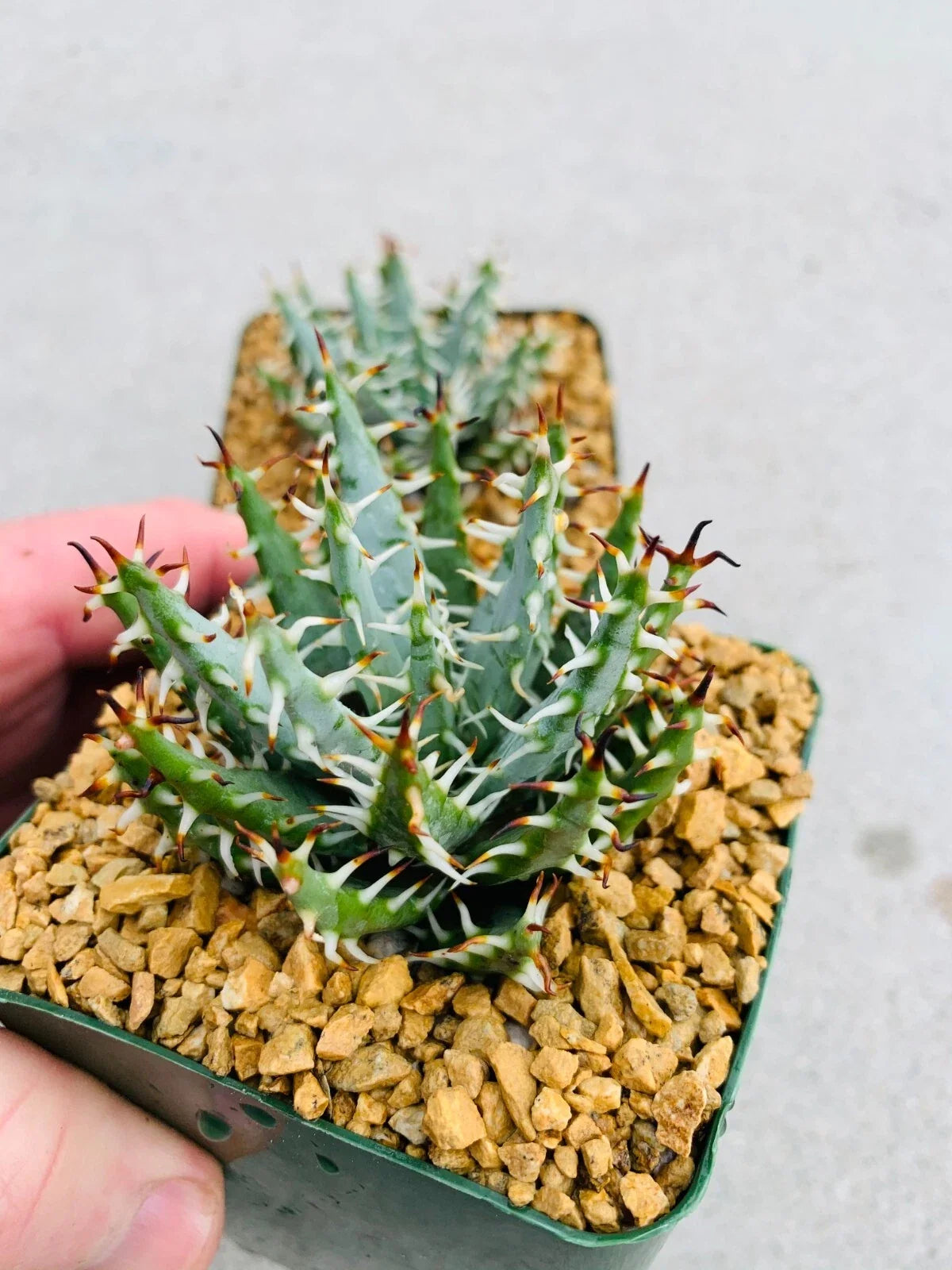 Aloe erinacea Seeds - Succulent Plant for Indoor & Outdoor Gardening - Drought-Tolerant Cacti & Agaves - 25 Seeds