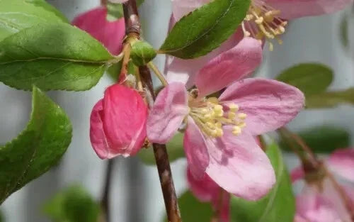 Louisa Crabapple Seeds - 25+ Malus 'Louisa' Ornamental Tree Seeds for Garden Planting, Attracts Pollinators, Free Shipping