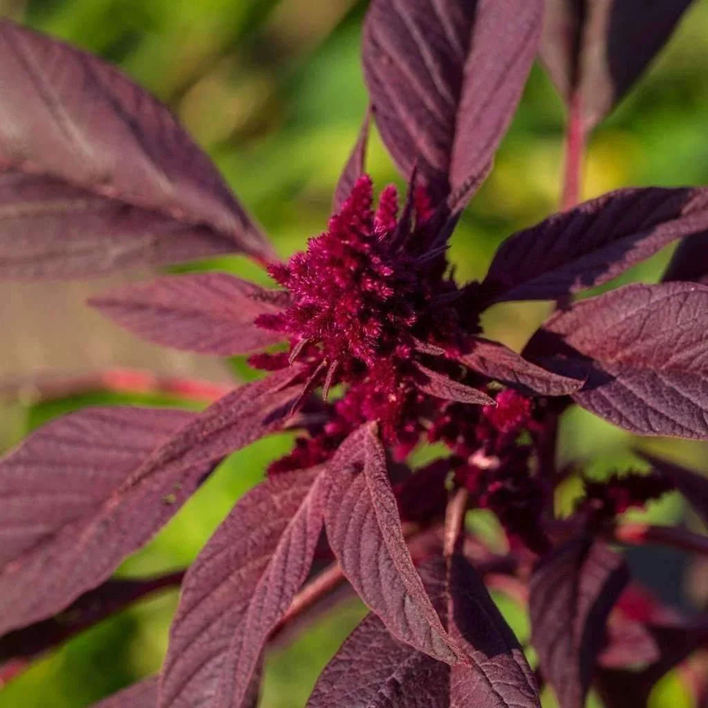 Red Garnet Amaranth Seeds - Non-GMO Organic Amaranthus caudatus